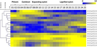 Evidence for poplar PtaPLATZ18 in the regulation of plant growth and vascular tissues development